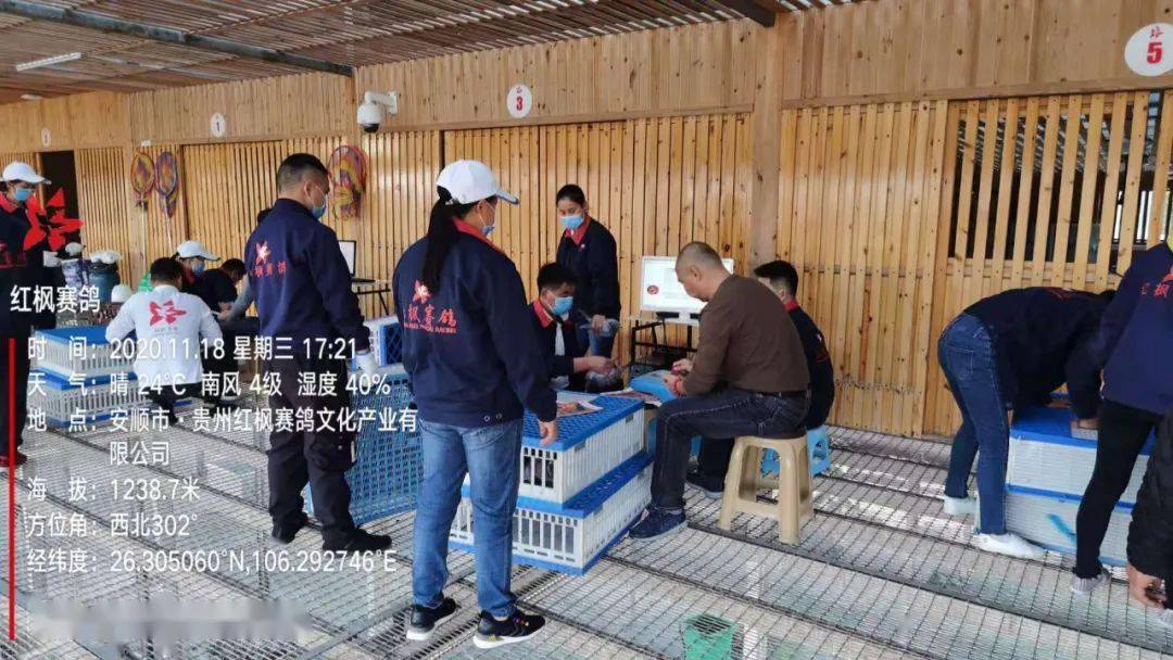 
红枫大棚第四关加站赛集鸽现场视频及图片：华体会体育hth官方网站(图26)