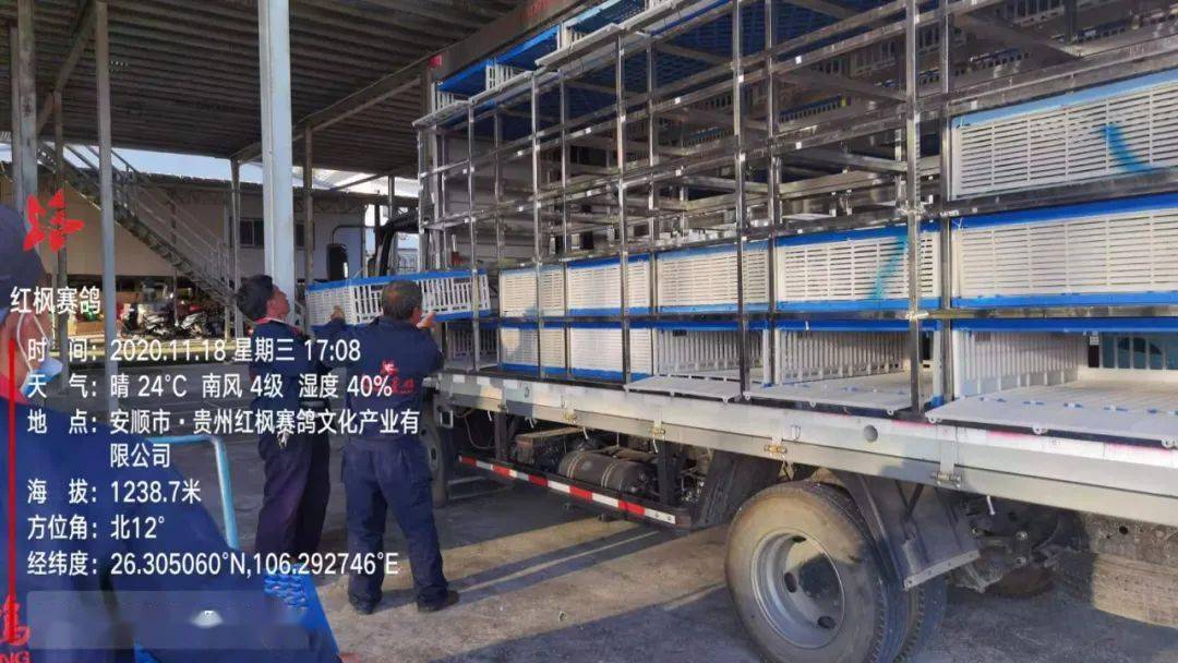 
红枫大棚第四关加站赛集鸽现场视频及图片：华体会体育hth官方网站(图25)