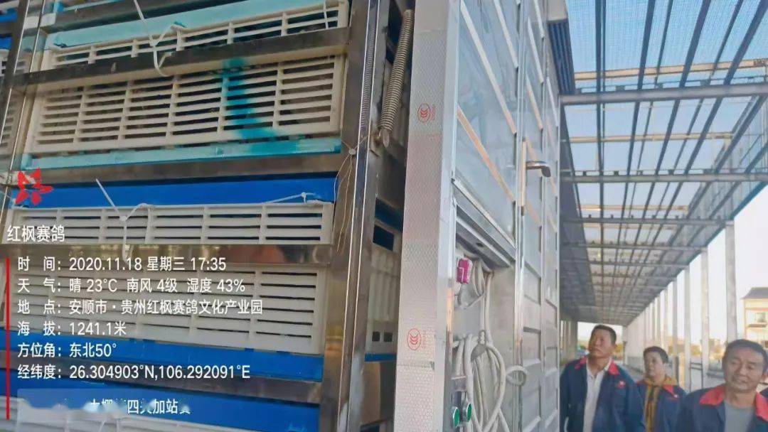 
红枫大棚第四关加站赛集鸽现场视频及图片：华体会体育hth官方网站(图30)