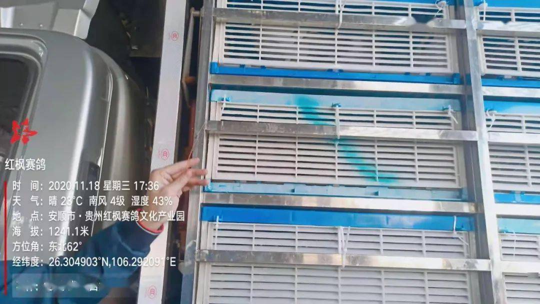 
红枫大棚第四关加站赛集鸽现场视频及图片：华体会体育hth官方网站(图31)