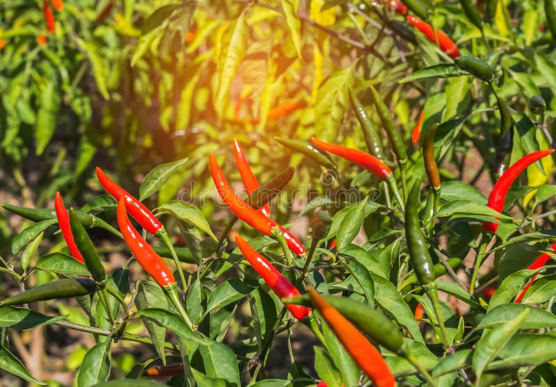 华体会体育hth官方网站-平顶山市鲁山县琴台中心校党总支到鲁山一中检查指导工作(图1) 华体会体育hth官方网站