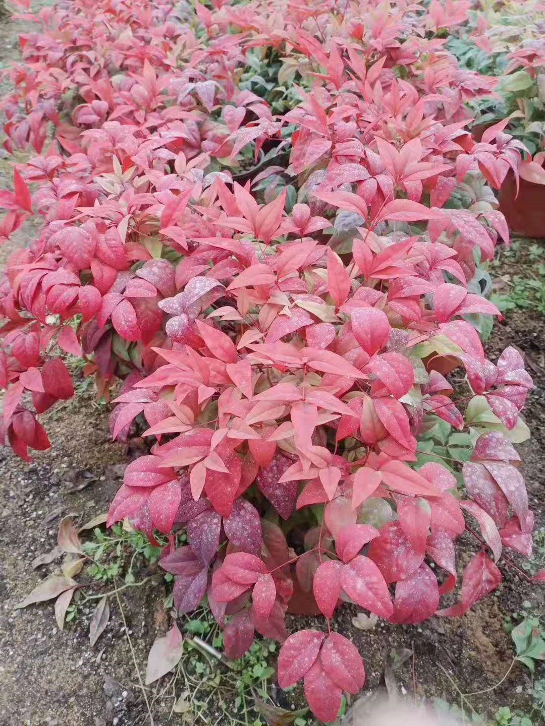 “华体会体育hth官方网站”商丘市锦绣路小学:冬季长跑快乐你我(图2) hth官网入口