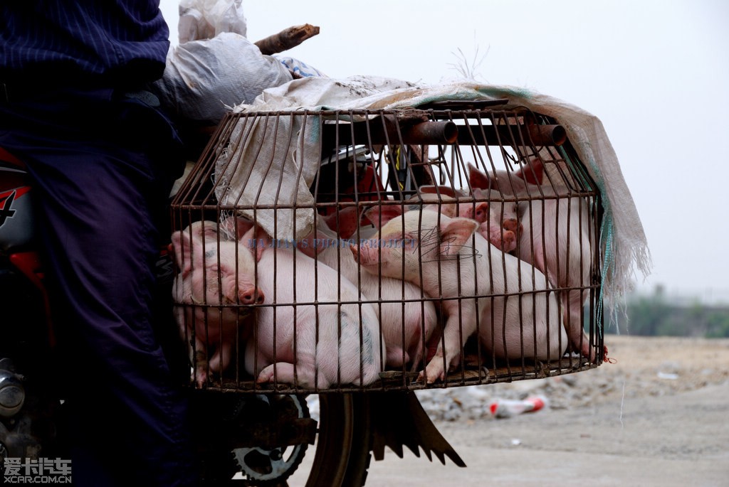 【华体会体育hth官方网站】电视剧扶摇小七死了吗?无故失踪也许被裴瑗所杀(图3) hth官网入口