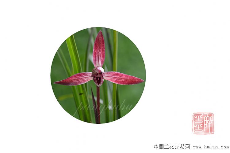 8月热门手游下载榜宣布 凌驾一半是新面貌“华体会体育hth官方网站”(图5) hth官网入口