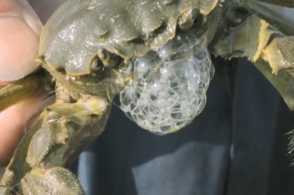 华体会体育hth官方网站-上街区丹江路小学召开主题党日活动(图2) 华体会体育hth官方网站