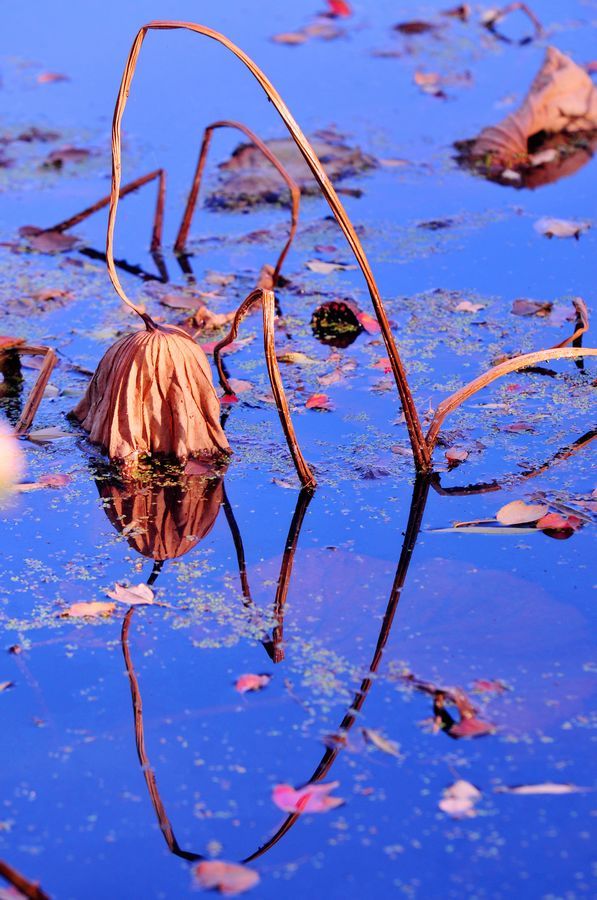 2018杭州建兰中学招生简章-杭州小升初:华体会体育hth官方网站(图3) 华体会体育hth官方网站