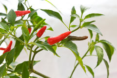 hth官网入口-学会这4种语气,帮你更好的教育孩子!(图3) 华体会体育hth官方网站