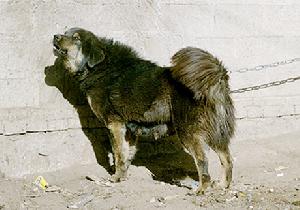 hth官网入口|义马市一小:普通话诵七十华诞规范字书爱国情怀(图2) hth官网入口