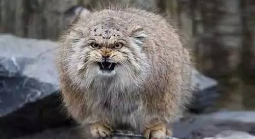 世界最大的岩洞:相当80个篮球场巨细,数百万只蝙蝠才气围满洞口“华体会体育hth官方网站”(图2) hth官网入口