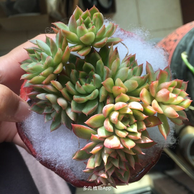 hth官网入口_鹤唳华亭张念之是谁 身为太子妃的她结局却很惨(图3) 华体会体育hth官方网站