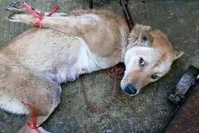 “hth官网入口”20洋帅争国奥帅位 70万美金年薪成老布入主障碍(图1) 华体会体育hth官方网站