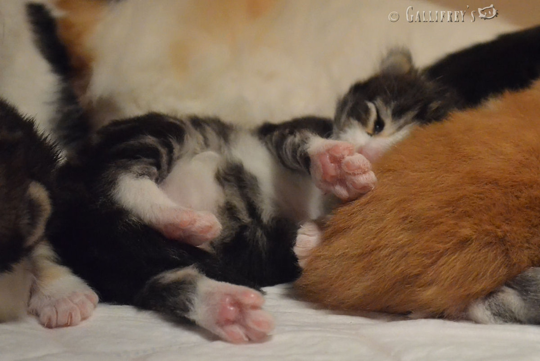 hth官网入口:三门峡:快乐手工直播课立体雪花飘全国(图1) 华体会体育hth官方网站