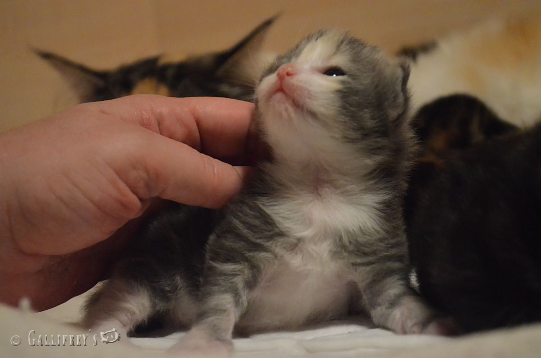 NBA球星林书豪 与怙恃身高差可不小 抓住秋季让孩子多长几厘米“hth官网入口”(图4) hth官网入口