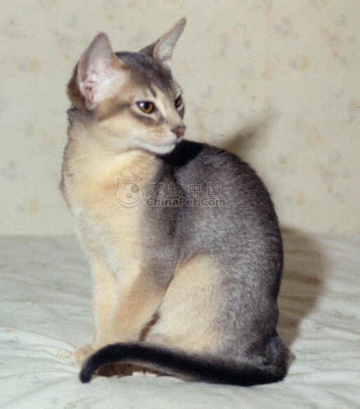 CBA最新积分榜:第一团体全胜领跑 三强5胜1负 广厦被甩开|hth官网入口(图1) 华体会体育hth官方网站