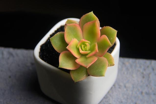 hth官网入口_粤媒:世界杯扩军给足协添烦恼 适龄段一败涂地(图1) hth官网入口