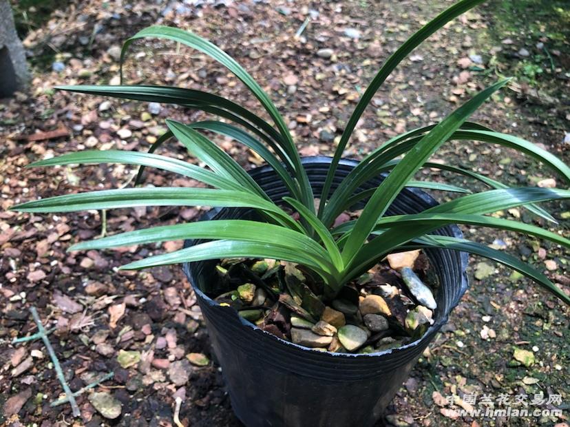 华体会体育hth官方网站