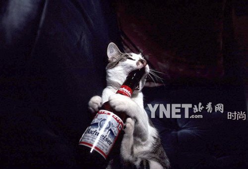 华体会体育hth官方网站