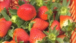 内乡县余关报事滩中心小学走进县衙开展研学活动-hth官网入口(图2) hth官网入口