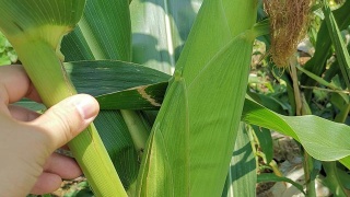 华体会体育hth官方网站