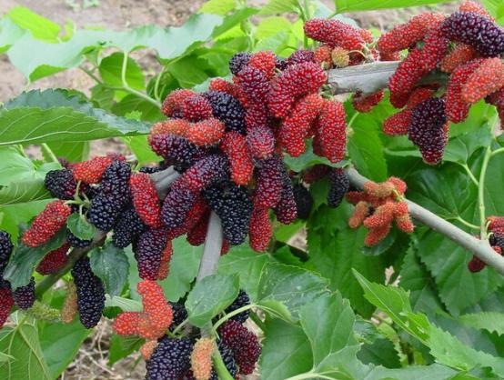 华体会体育hth官方网站